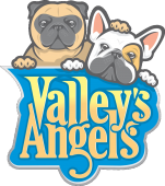 Pug e Bulldog Francês - Valley&#039;s Angels